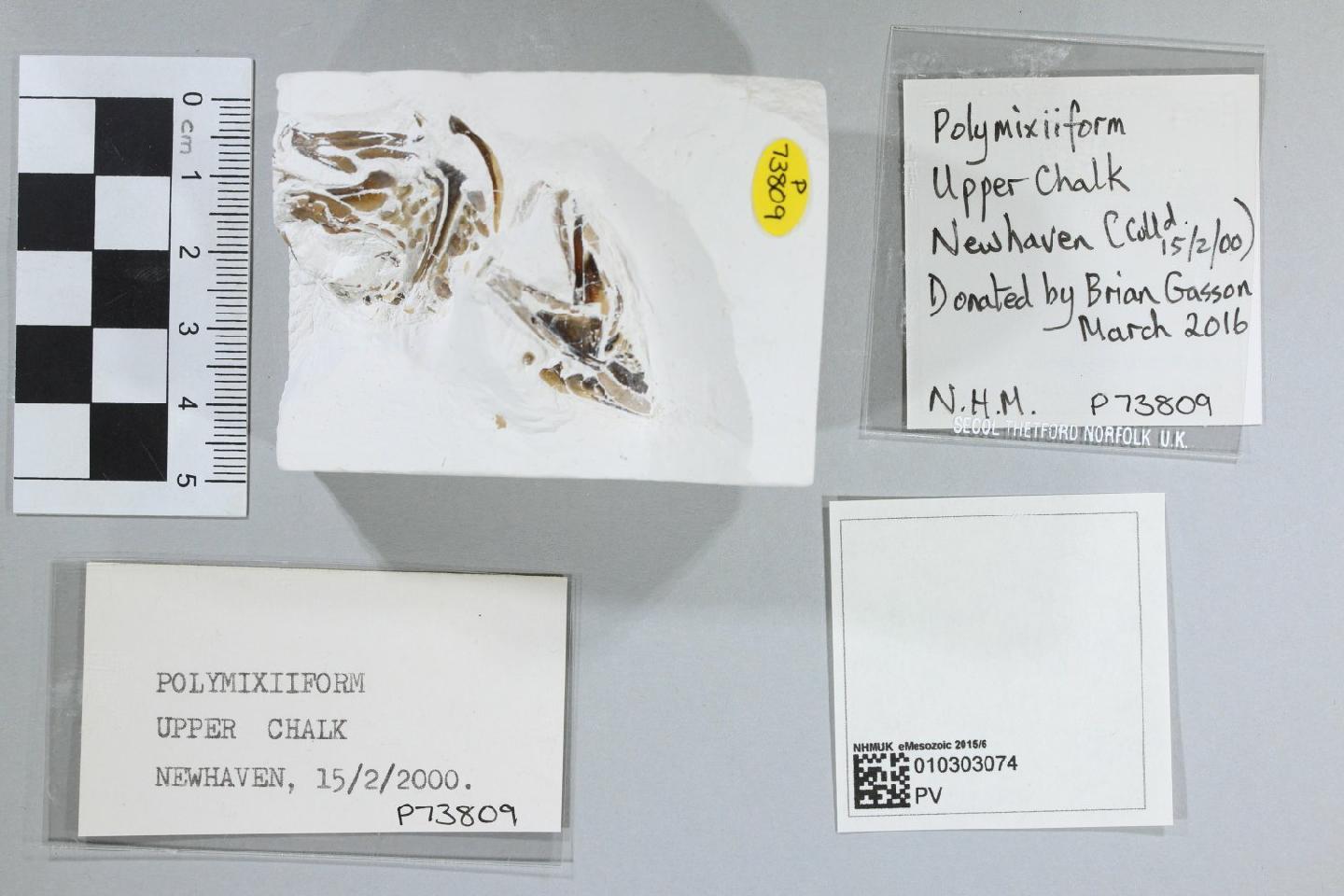 To NHMUK collection (Polymixiiformes Rosen, & Patterson, 1969; NHMUK:ecatalogue:6539860)