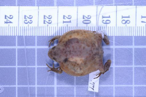 Uperodon globulosus - 1947.2.10.77-pic1