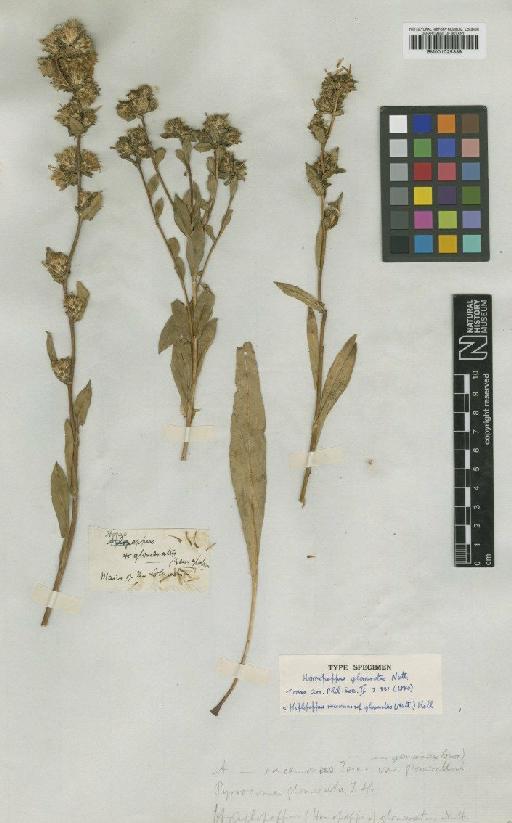 Haplopappus racemosus subsp.  glomeratus (Nutt.) H.M.Hall - BM001025339