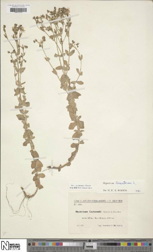 Hypericum tomentosum L. - BM001204634