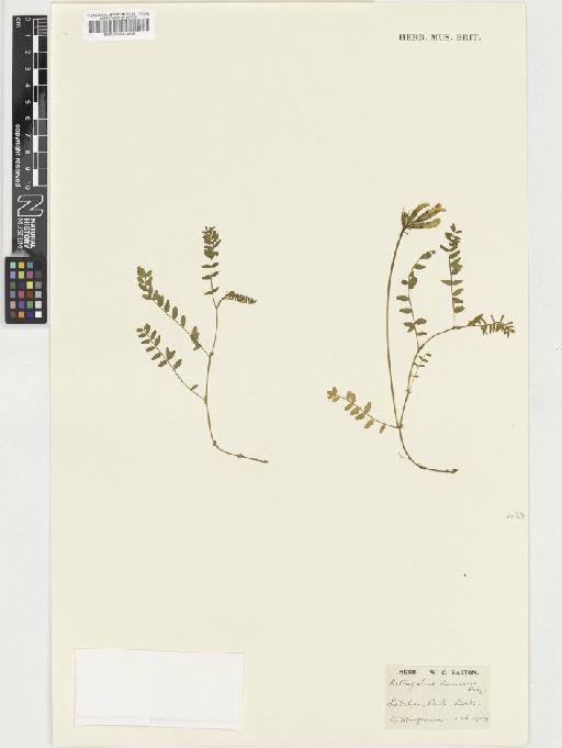 Astragalus danicus Retz. - BM000933698