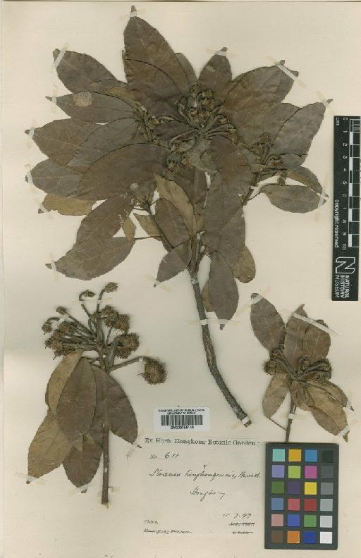 Sloanea sinensis (Hance) Hemsl. - BM000795149