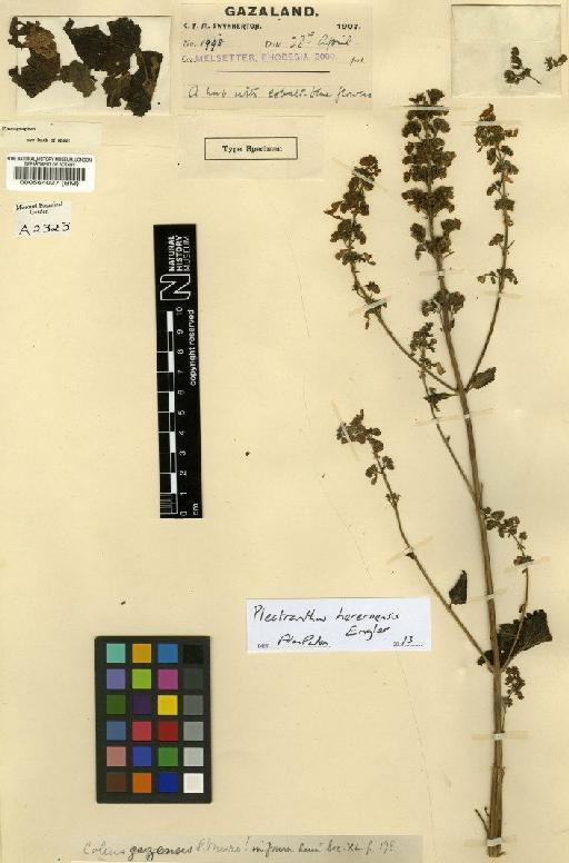 Plectranthus hereroensis Engl. - BM000564027