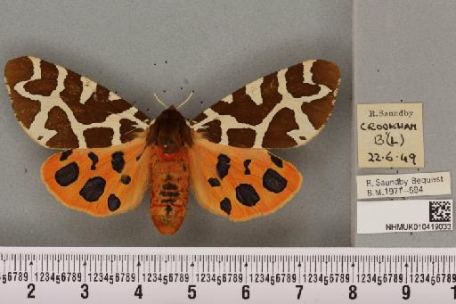 Arctia caja (Linnaeus, 1758) - NHMUK_010419033_531840