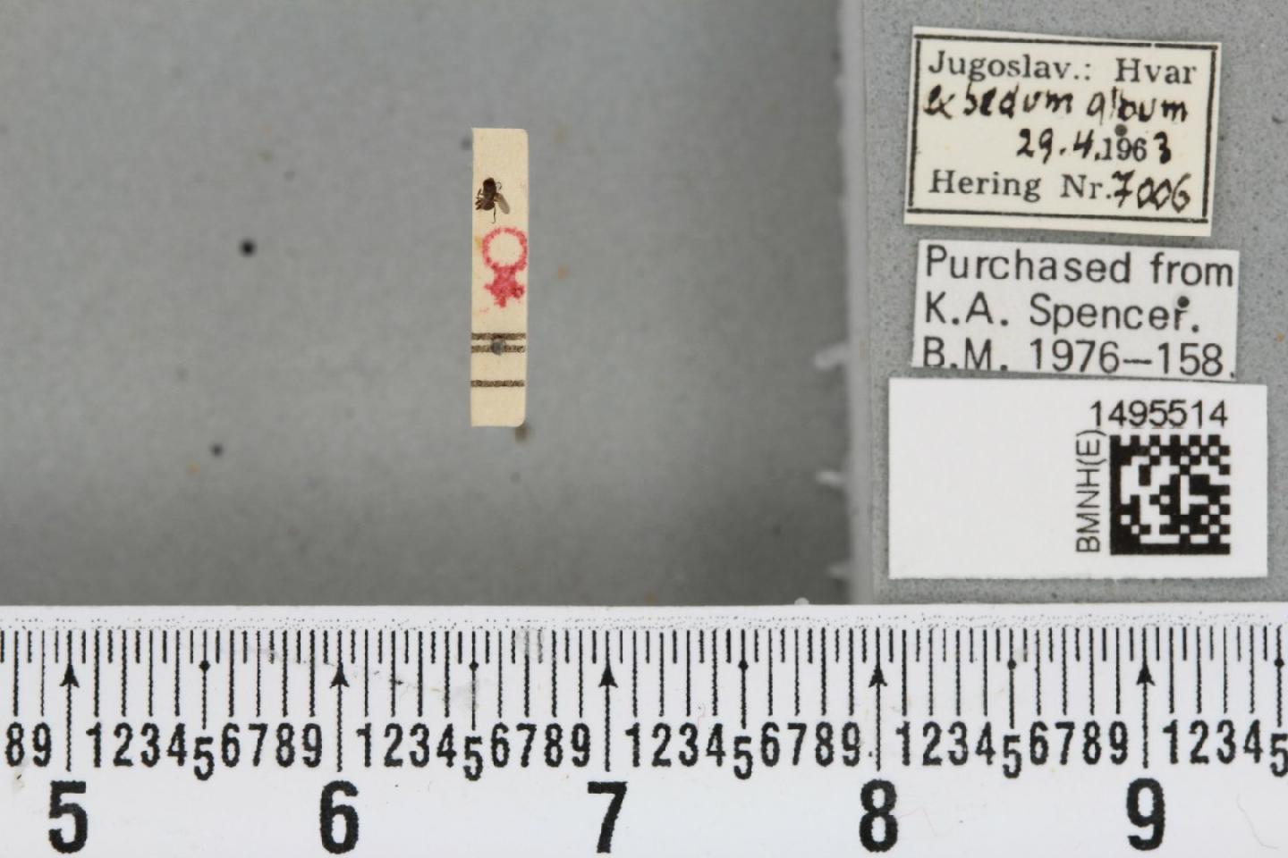 Phytomyza sedi