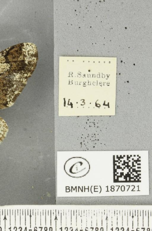 Biston strataria (Hufnagel, 1767) - BMNHE_1870721_label_461329