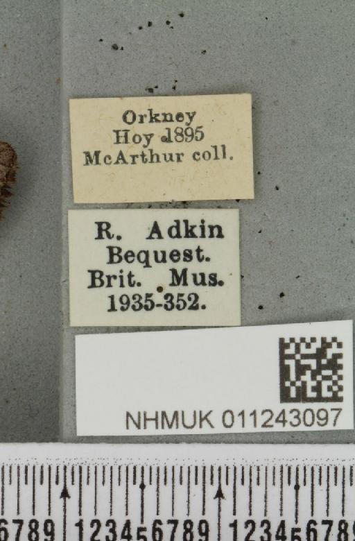 Aporophyla lueneburgensis (Freyer, 1848) - NHMUK_011243097_label_644221