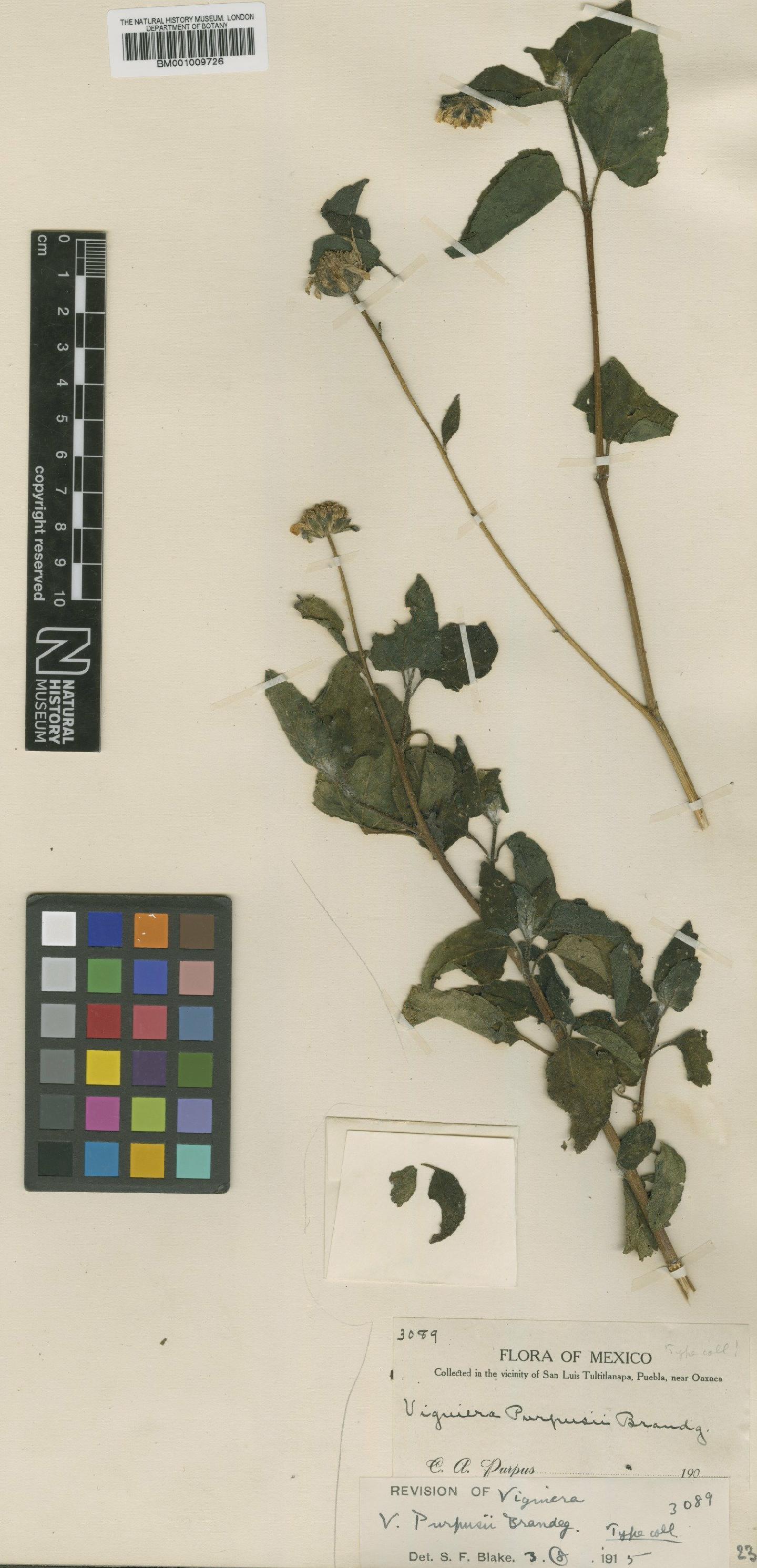 To NHMUK collection (Viguiera purpusii Brandegee; Type; NHMUK:ecatalogue:620555)