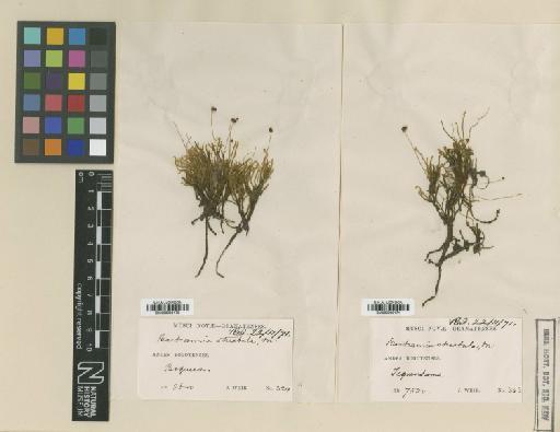 Philonotis striatula (Mitt.) A.Jaeger - BM000960170_a