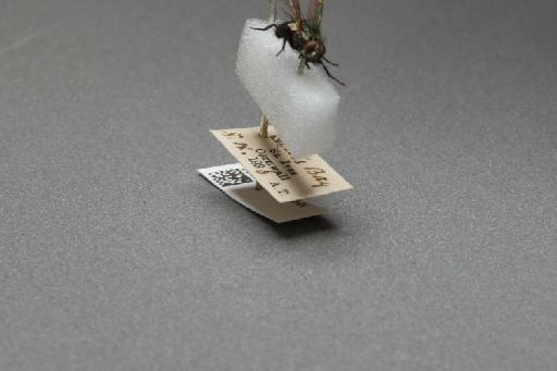 Sarcophaga (Myorhina) nigriventris Meigen, 1826 - 015091927_additional_4