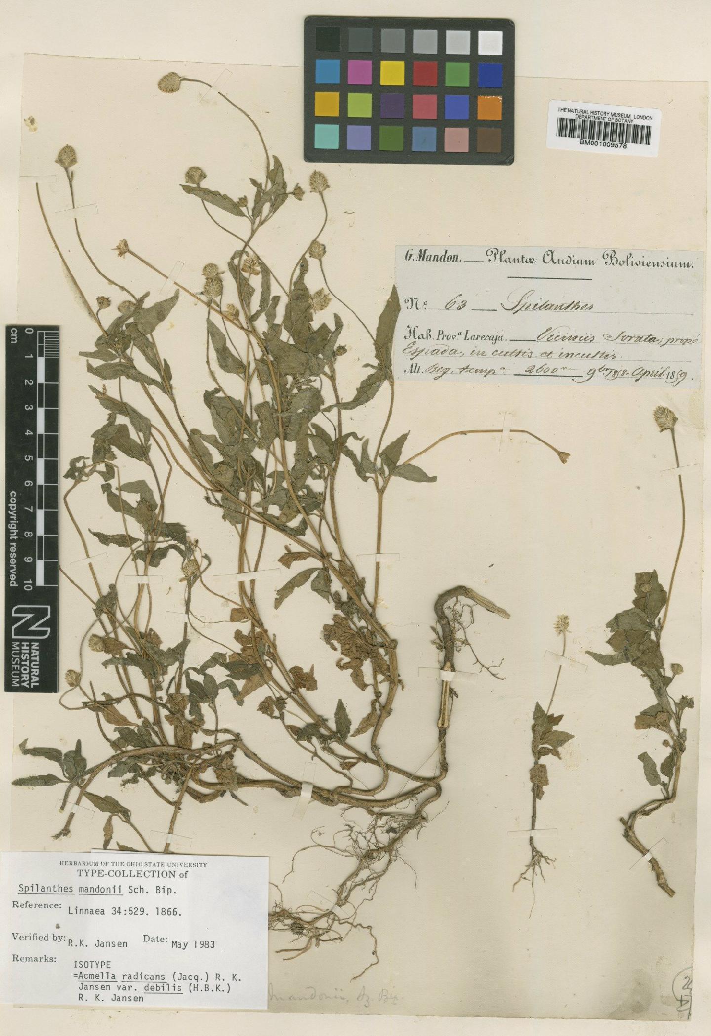 To NHMUK collection (Acmella radicans var. debilis (Kunth) R.K.Jansen; Isotype; NHMUK:ecatalogue:616261)
