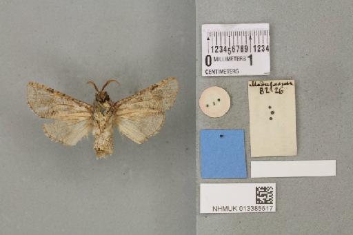 Cossidae Leach, 1815 - 013385517_V_Cossus_pavidus_Butler_1882