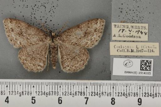 Ectropis crepuscularia ab. delamerensis Buchanan White, 1877 - BMNHE_1914285_482115