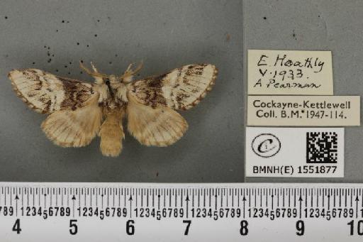 Drymonia dodonaea ab. trimacula Esper, 1785 - BMNHE_1551877_243235