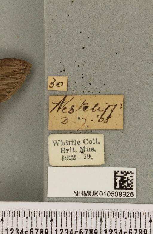 Cucullia umbratica (Linnaeus, 1758) - NHMUK_010509926_label_567639