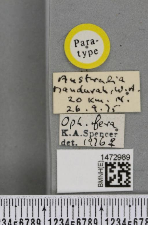 Ophiomyia fera Spencer, 1977 - BMNHE_1472989_label_47375