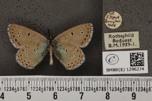 Maculinea arion eutyphron ab. paucipuncta Courvoisier, 1912 - BMNHE_1296274_147259