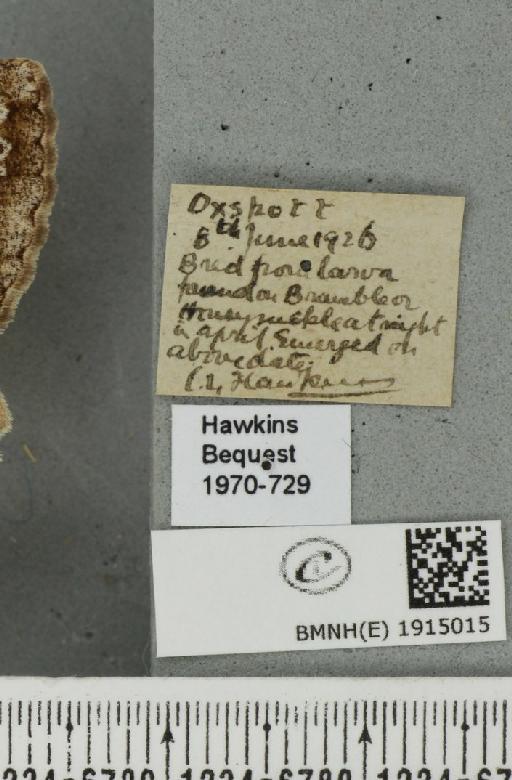 Alcis repandata repandata (Linnaeus, 1758) - BMNHE_1915015_label_478863