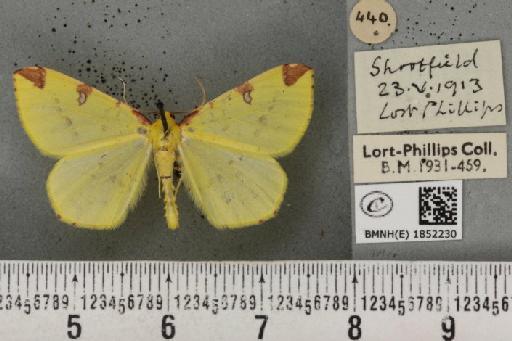 Opisthograptis luteolata (Linnaeus, 1758) - BMNHE_1852230_427616