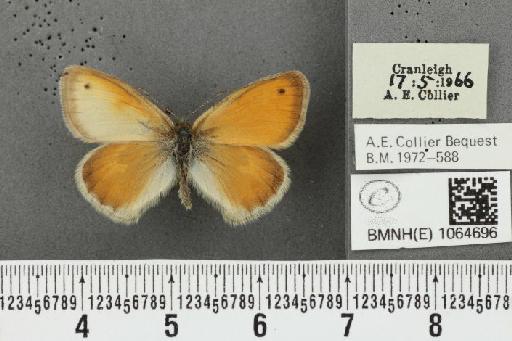 Coenonympha pamphilus ab. partimtransformis Leeds, 1950 - BMNHE_1064696_25949