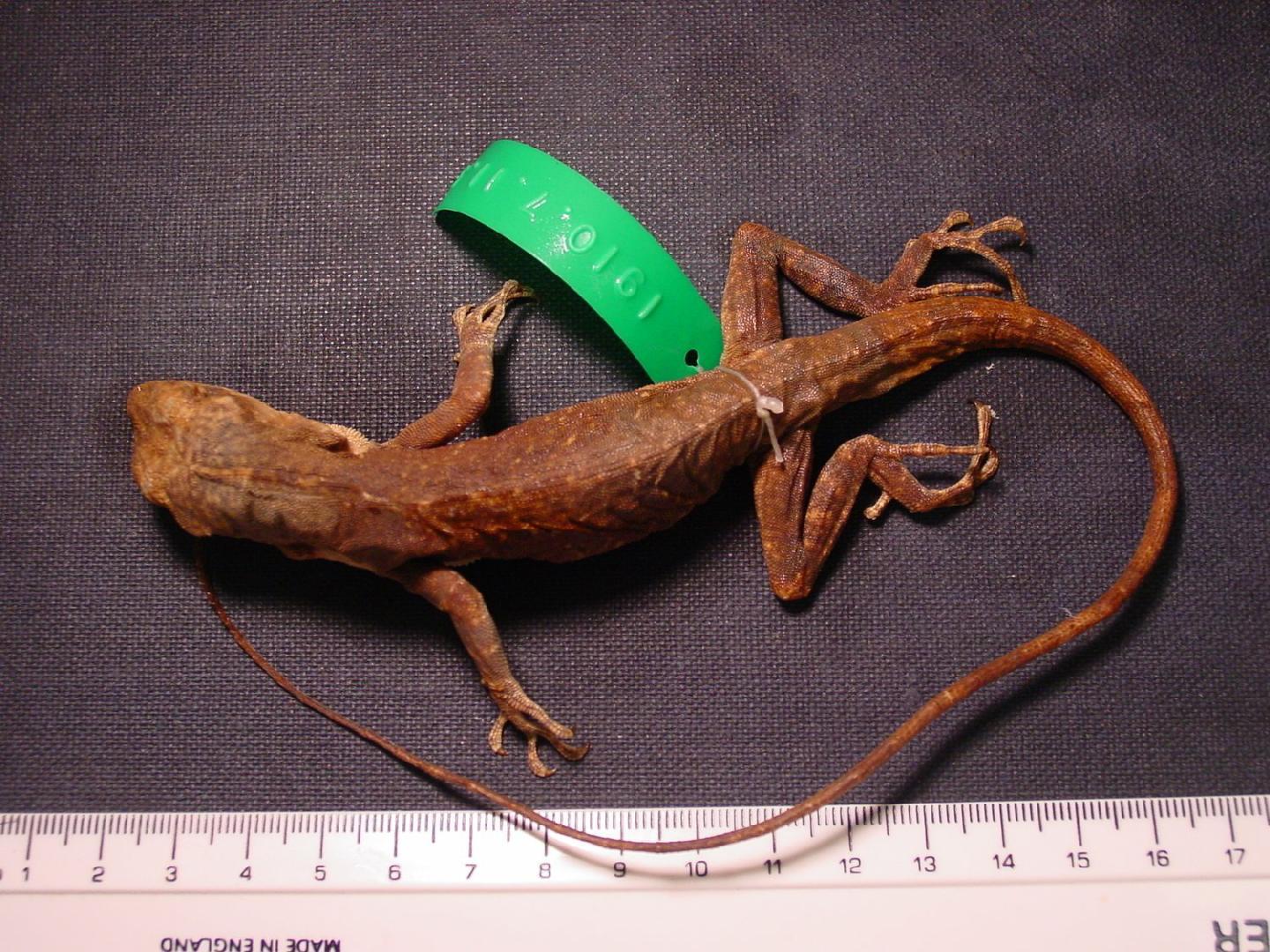 Anolis mirus