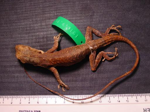 Anolis mirus Williams, 1963 - Anolis mirus Type 001.jpg