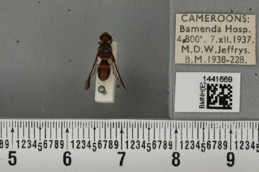 Dacus (Dacus) bivittatus (Bigot, 1858) - BMNHE_1441669_37001