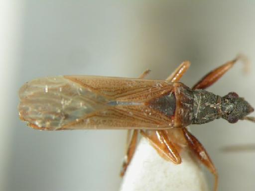 Paromius piratoides Costa - Hemiptera: Parpir