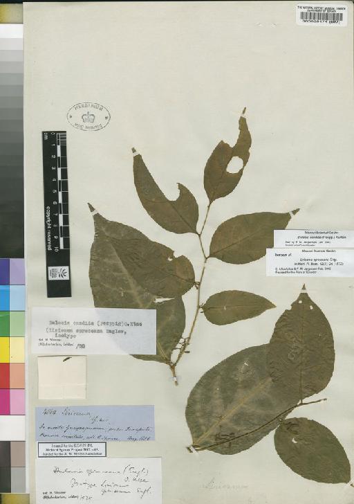 Dulacia candida (Poepp.) Kuntze - Spruce - BM000028174