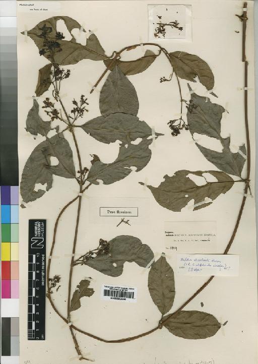 Rutidea decorticata Hiern - BM000903386