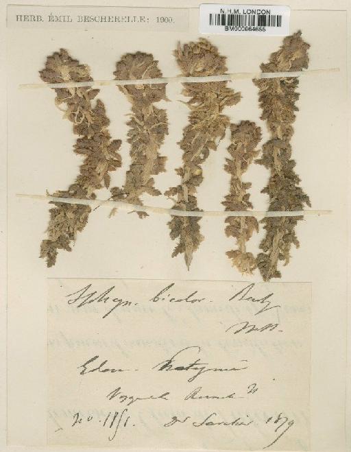 Sphagnum magellanicum Brid. - BM000964655