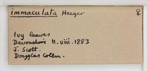 Siphoninus immaculata Heeger, 1856 - 013503476_additional