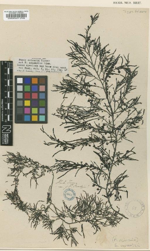 Sargassum swartzii (Turner) Agardh - BM000563427
