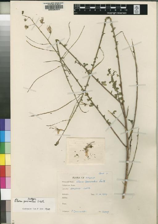 Cleome gossweileri Exell - BM000629017