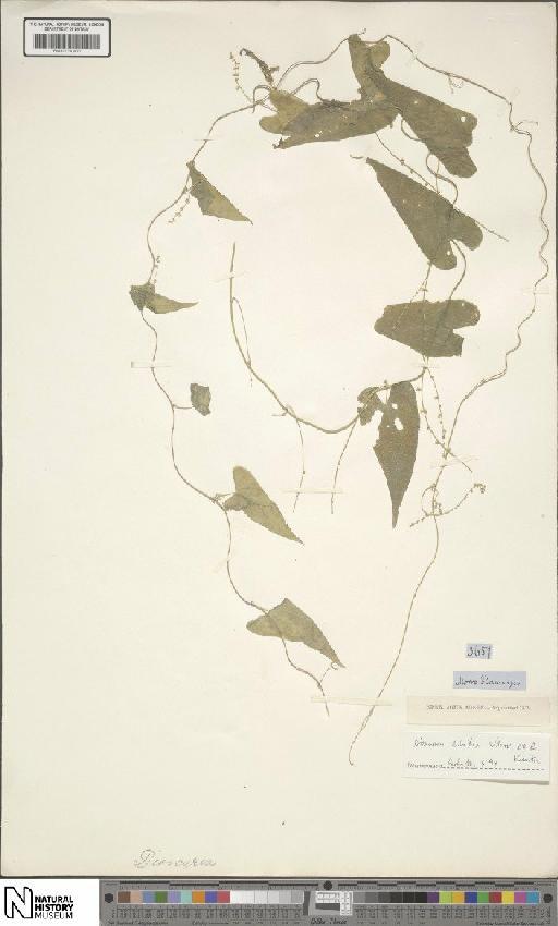 Dioscorea debilis Uline ex R.Knuth - BM001190466