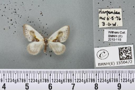 Cilix glaucata (Scopoli, 1763) - BMNHE_1550472_234739