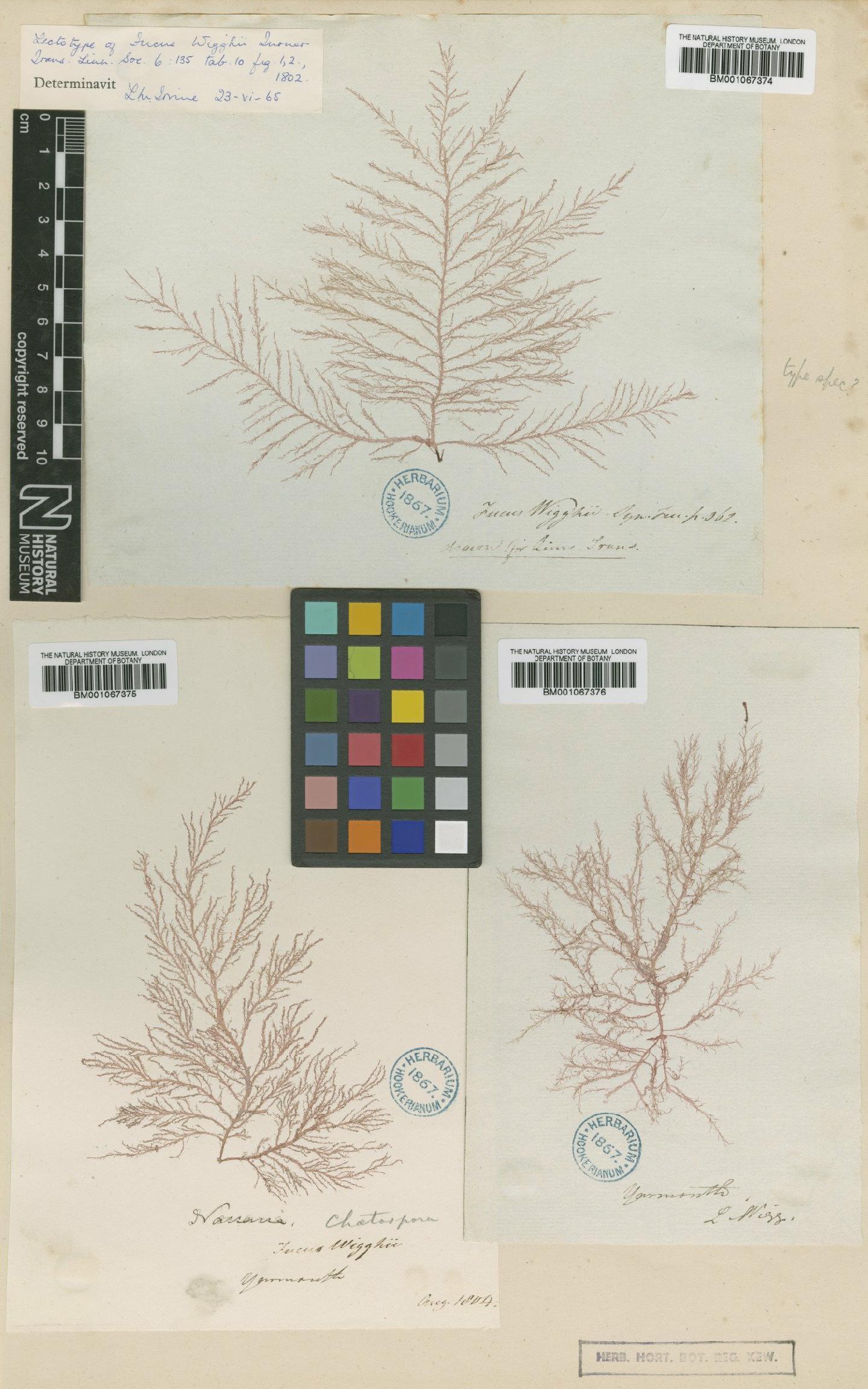 To NHMUK collection (Naccaria wiggii (Turner) Endl.; Lectotype; NHMUK:ecatalogue:2287571)