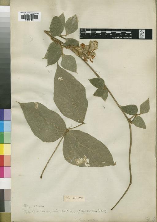 Rhynchosia cyanosperma Benth. ex Baker - BM000842424