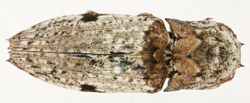 Cryptalaus spinicollis (Van Zwaluwenburg, 1951) - Alaus spinicollis HT female