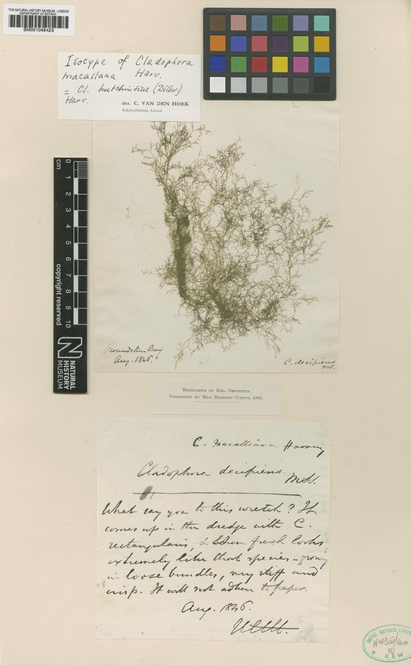 To NHMUK collection (Cladophora lehmanniana (Lindenberg) K�tz.; Isotype; NHMUK:ecatalogue:735731)