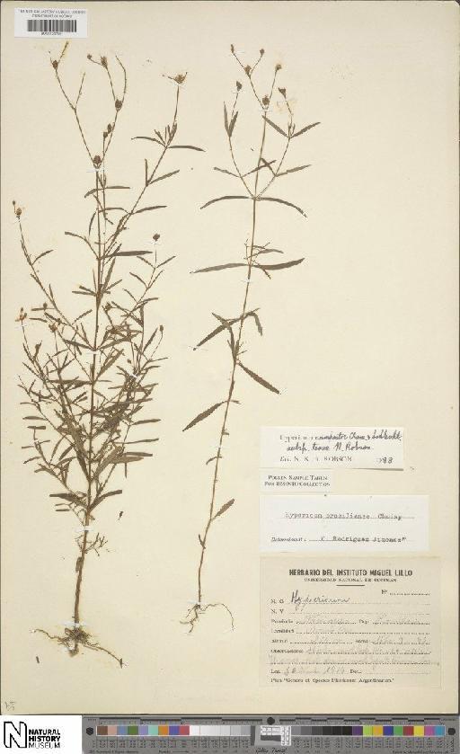 Hypericum campestre subsp. tenue N.Robson - BM001207391