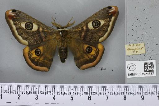 Saturnia pavonia (Linnaeus, 1758) - BMNHE_1529337_198787