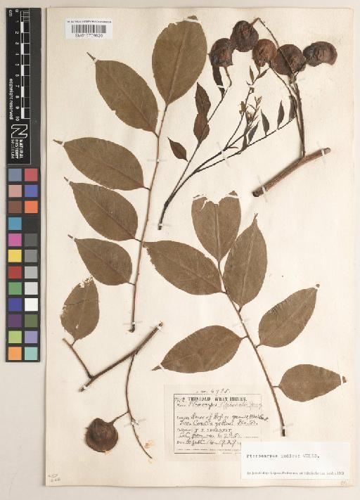 Pterocarpus indicus f. indicus - BM013709820