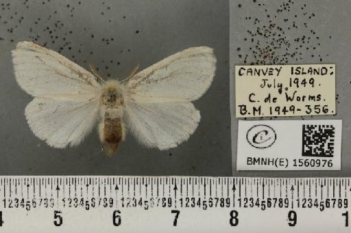 Euproctis chrysorrhoea (Linnaeus, 1758) - BMNHE_1560976_253632