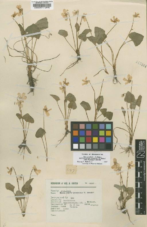 Viola oxyodontis H.E.Ballard - BM000529919