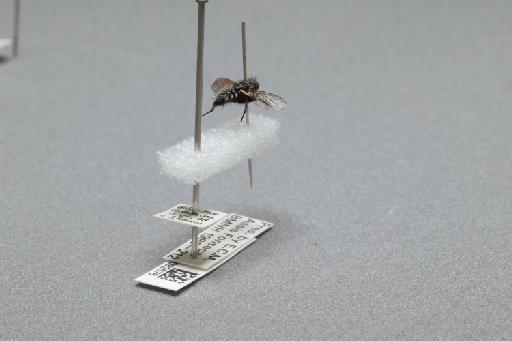 Sarcophaga (Myorhina) villeneuvei Boettcher, 1912 - 015092576_additional_1