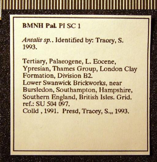 Antalis cf. angusta (Deshayes, 1861) - SC 1. Antalis cf. angusta (label 3)