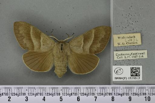 Macrothylacia rubi ab. grisea Tutt, 1902 - BMNHE_1529012_196479