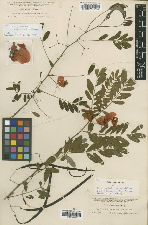 Senna pallida var. cordillerae H.S.Irwin & Barneby - BM000952134