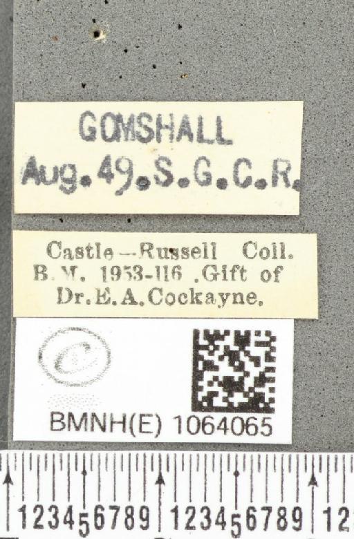 Coenonympha pamphilus ab. latiora Leeds, 1950 - BMNHE_1064065_label_25241